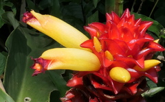 Costus productus