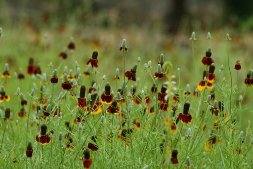 Ratibida columnifera