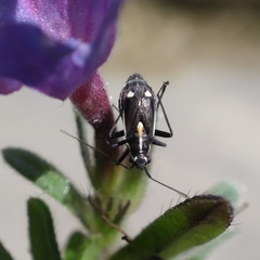 Capsodes sulcatus