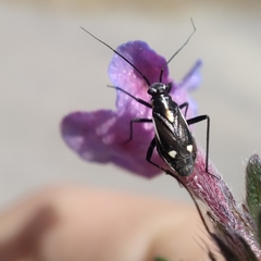 Capsodes sulcatus