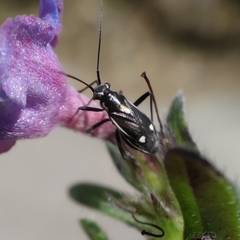 Capsodes sulcatus