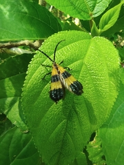 Calopteron reticulatum