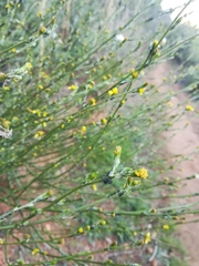 Senecio pubigerus