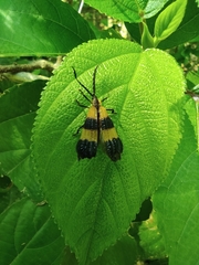 Calopteron reticulatum
