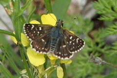 Spialia