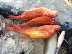 Holocentrus adscensionis