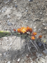 Opuntia stenopetala