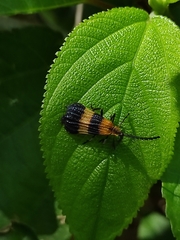 Calopteron reticulatum