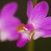 Phalaenopsis pulcherrima - Photo (c) PipeStone, algunos derechos reservados (CC BY-NC-ND)