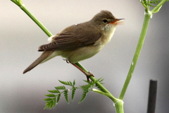 Acrocephalus palustris