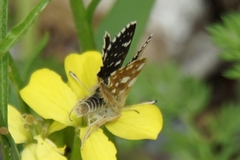 Spialia