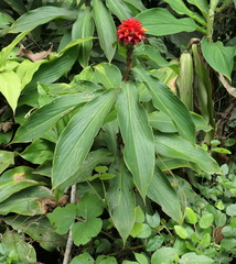 Costus productus