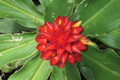 Costus productus
