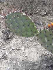 Opuntia stenopetala
