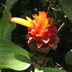 Costus productus