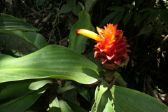 Costus productus