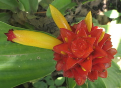 Costus productus