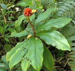 Costus productus