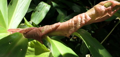 Costus productus