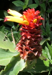 Costus productus