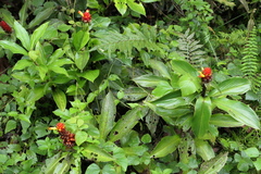 Costus productus