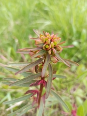 Euphorbia