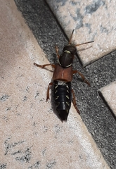 Staphylinus dimidiaticornis