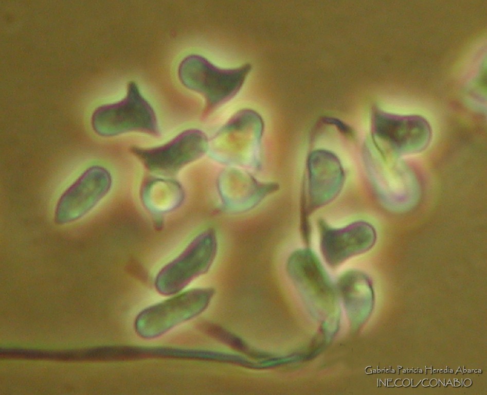 Trichothecium