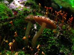 Psathyrella propinqua