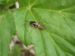 Nomada marshamella