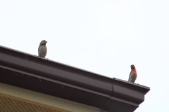 Haemorhous mexicanus