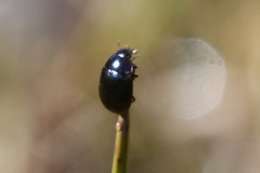 Hydrobius