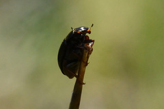 Hydrobius