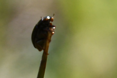 Hydrobius