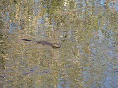 Ondatra zibethicus