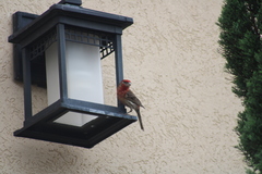 Haemorhous mexicanus