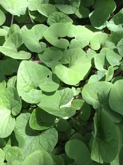 Asarum canadense