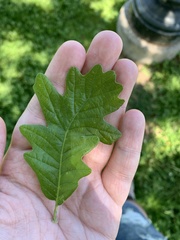 Quercus bicolor