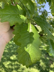 Quercus bicolor