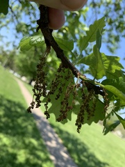 Quercus bicolor