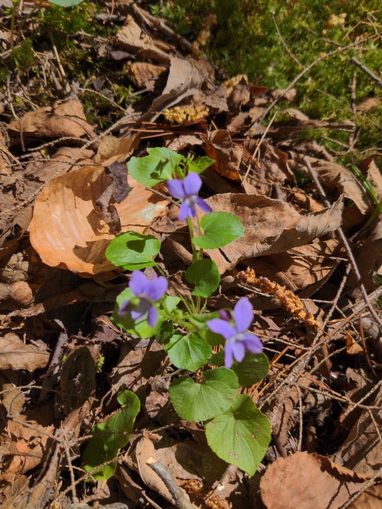 Labrador Violet Invasive Labrador violet from Mt Hope, NY, USA on May 1, 2021 at 02:08 PM by ...