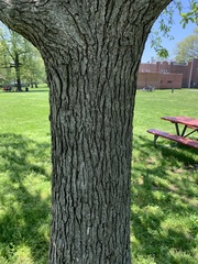 Quercus bicolor
