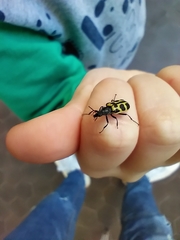 Astylus atromaculatus