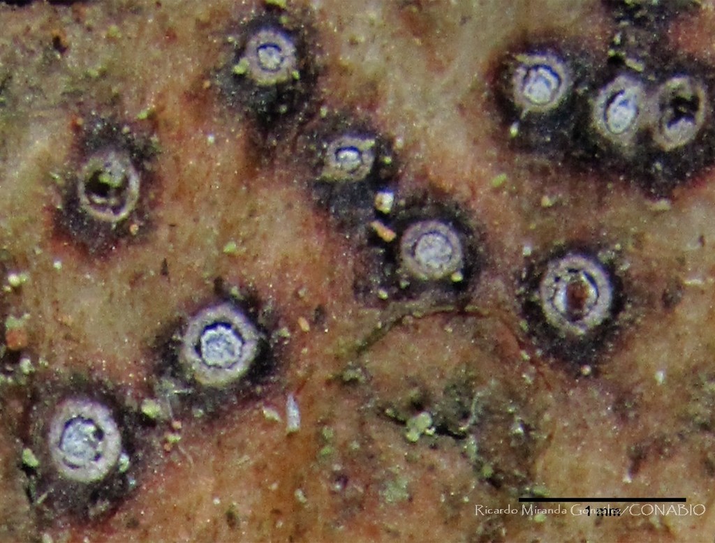 Trinathotrema