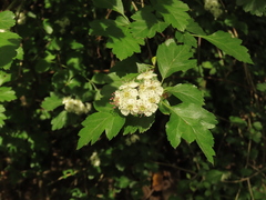 Crataegus × cogswellii