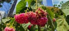 Dombeya wallichii