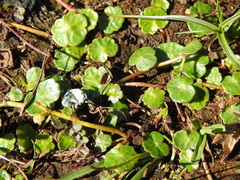 Hydrocotyle vulgaris
