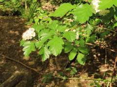 Crataegus × cogswellii