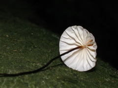 Marasmius pulcherripes