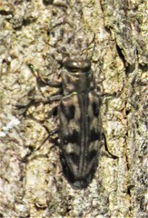 Chrysobothris acutipennis